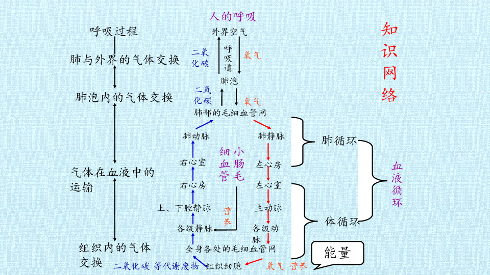 鲁科版五四学制七年级生物上册第四章人体内物质的运输复习课件79张