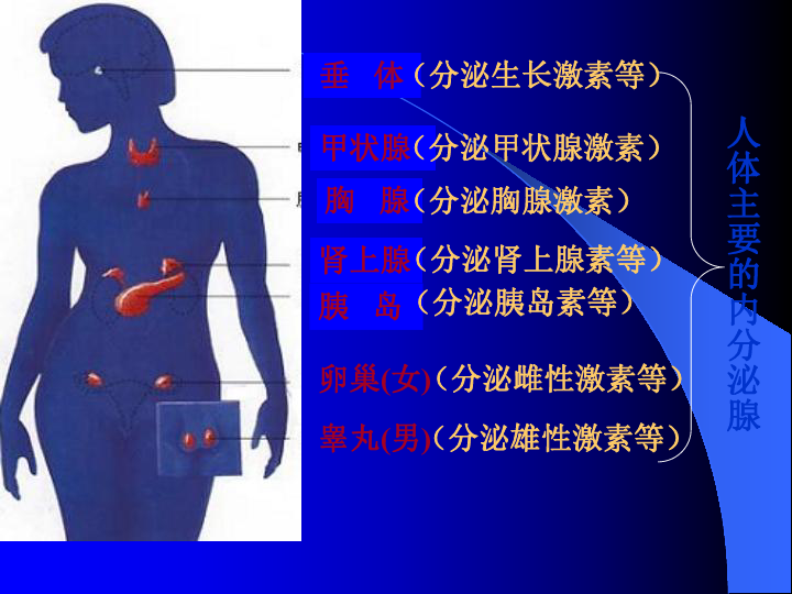 人体的激素调节课件