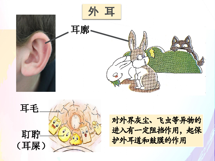 北师大版七年级生物下册4122感受器和感觉器官耳和听觉共19张ppt