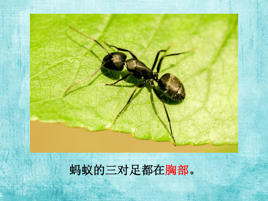 课件(共11张ppt)一年级(第二学期)科学与技术《生活中的蚂蚁