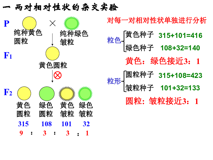 2 孟德尔的豌豆杂交实验(二(共17张ppt)