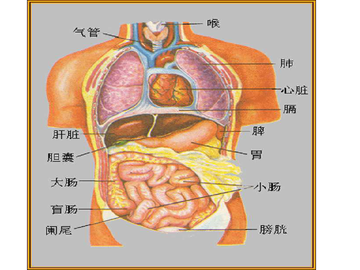 冀教版六年级科学下册4 人体的组成第二单元  奇妙的人体肝肠胃肺心脏