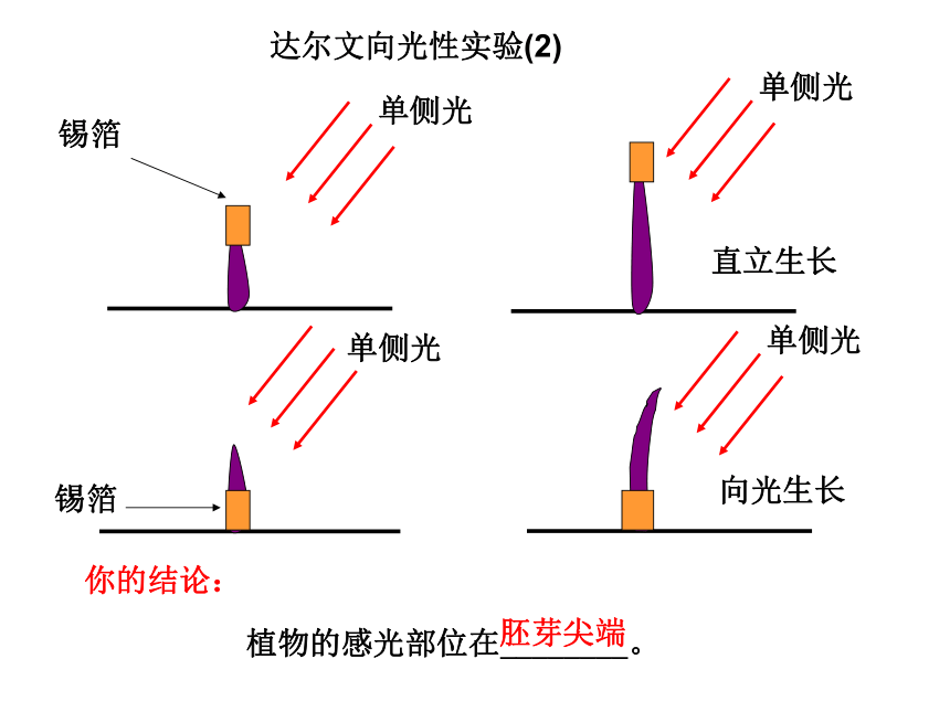 胚芽切去尖端达尔文向光性实验(1)能生长不生长植物能否生长与