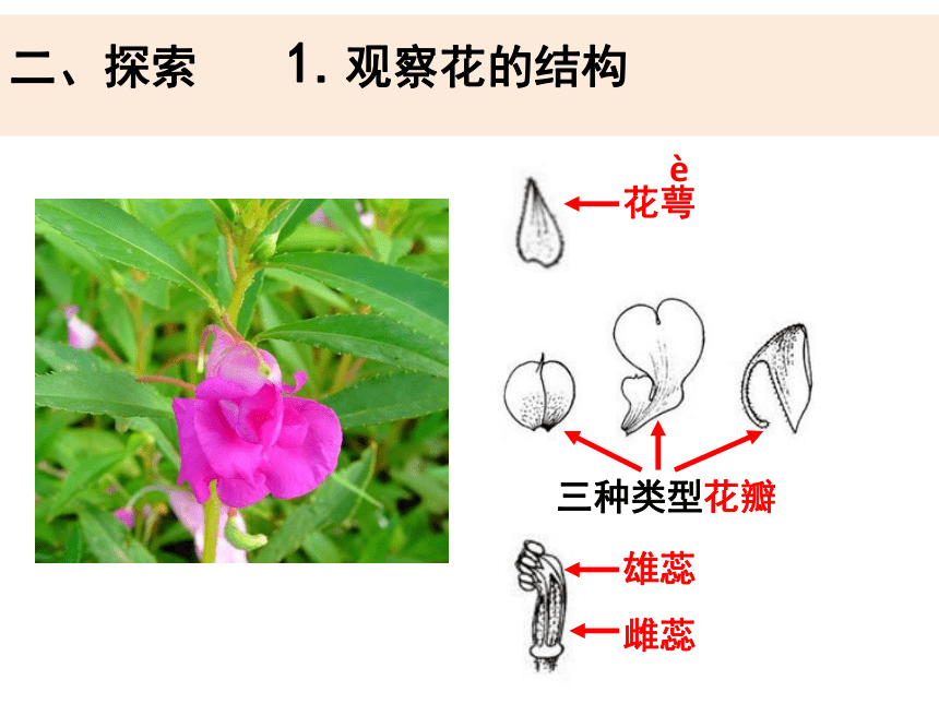 教科版(2017秋) 四年级下册科学课件-1-5《凤仙花开花