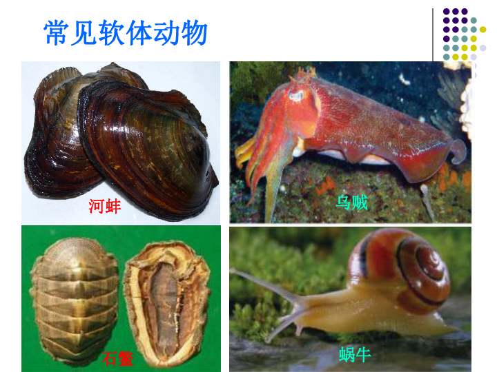 1.1 软体动物和节肢动物 课件(17张ppt)