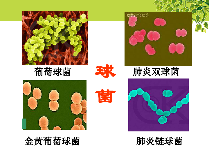 冀教版八上生物 5.1.1细菌 课件(25张ppt-21世纪教育网