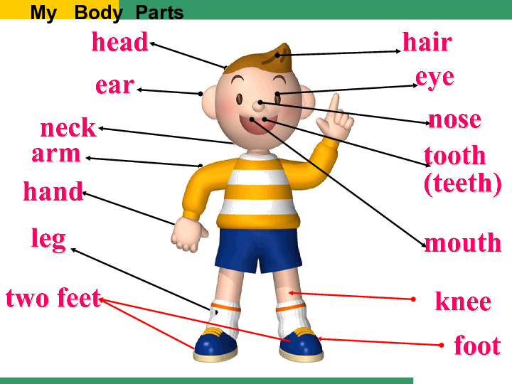 headeararmhandlegfooteyenosetooth(teeth)mouthtwofeetmybodypartsn