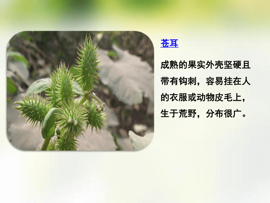 3了解蒲公英苍耳豌豆这三种植物传播种子的不同方法课件15张