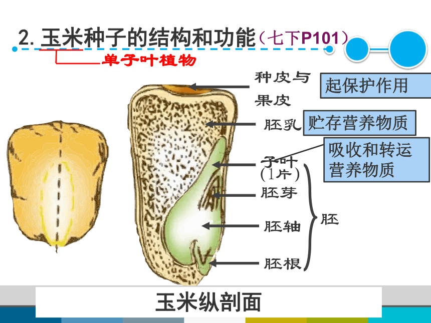 初中 生物 北师大版 七年级上册 第三单元 生物圈中的绿色植物 第6章