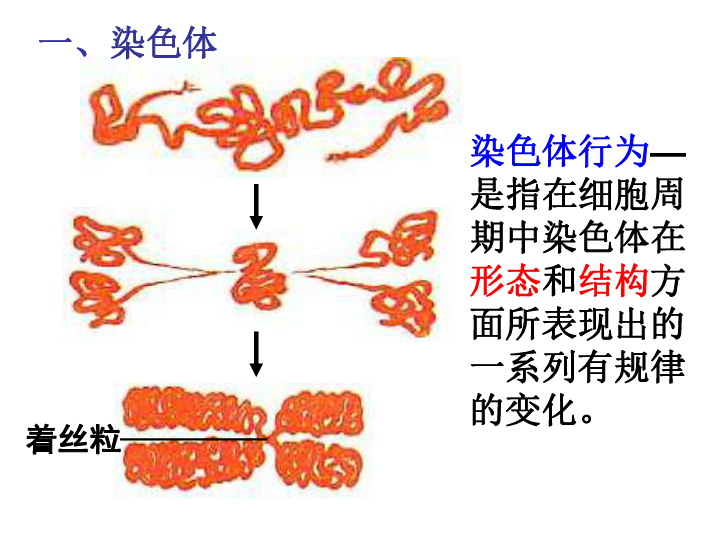 浙科版生物必修2第一节 减数分裂中的染色体行为》课件