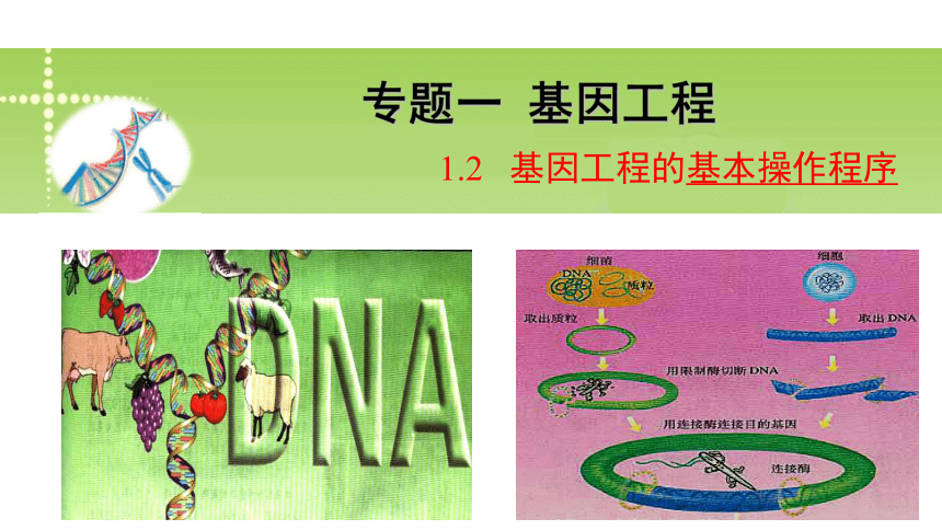 12基因工程的基本操作程序共51张ppt