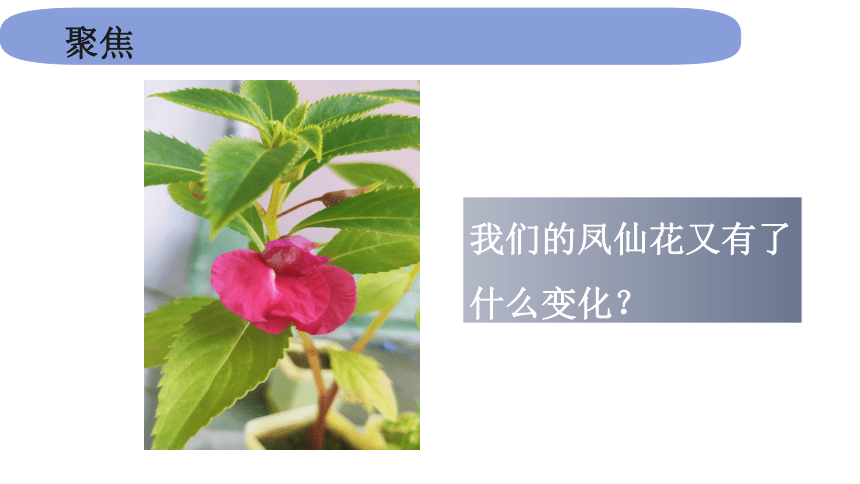 教科版2017秋四年级下册15凤仙花开了课件15张ppt
