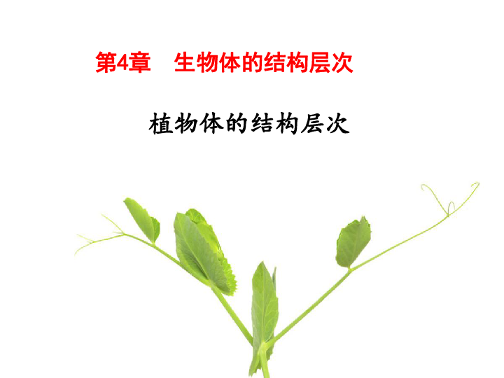 北师大版七年级生物课件24植物体的结构层次课件共23张ppt