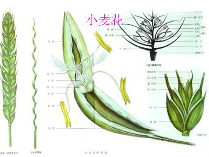 1.植物的有性生殖和发育 (浙江省宁波市)