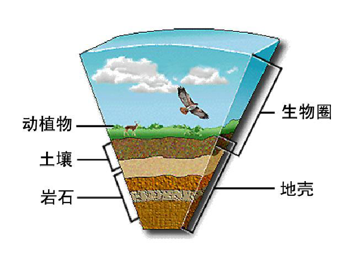 2.3生物圈是最大的生态系统 课件(19张ppt)新人教版
