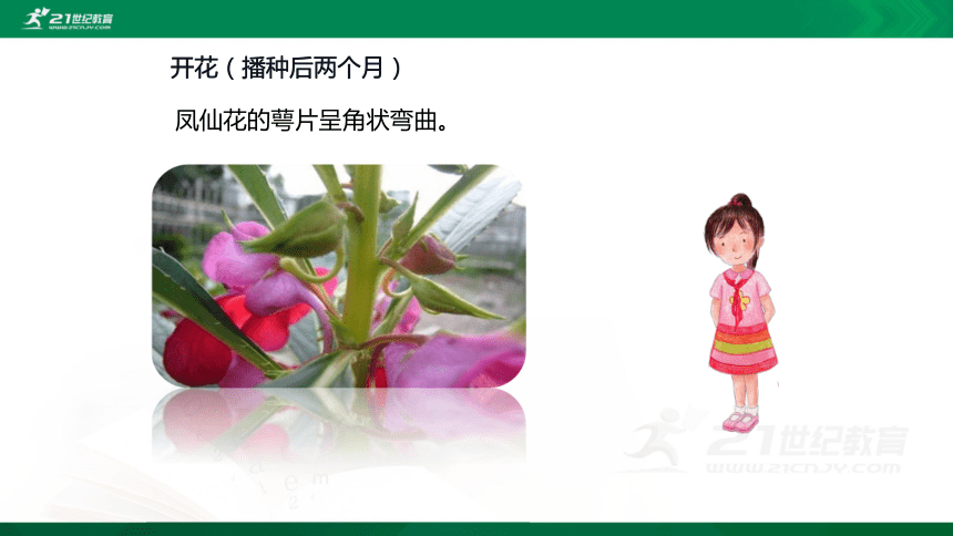 1.5《凤仙花开花了》课件(35张ppt)