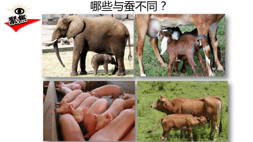 7动物的繁殖 (课件13ppt)