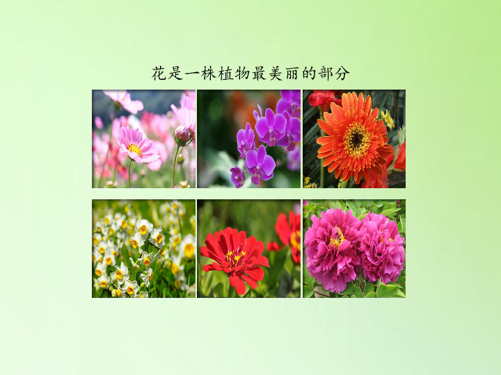 粤教粤科版2017秋三年级下册315植物的花课件共19张ppt