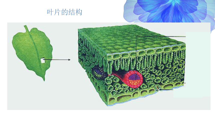对生,互生,轮生,簇生叶序3叶的着生方式又叫做叶序,分别有哪些着生