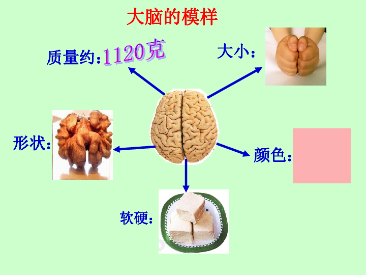 1 大脑1,大脑的质量,形状,大小,颜色     和软硬是怎么样的?