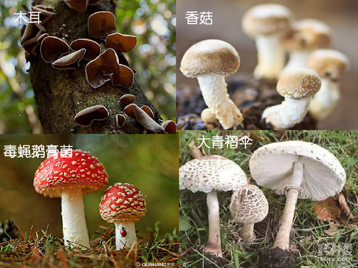 认识日常生活中常见的真菌,说出它们的营养方式和生活方式.2.