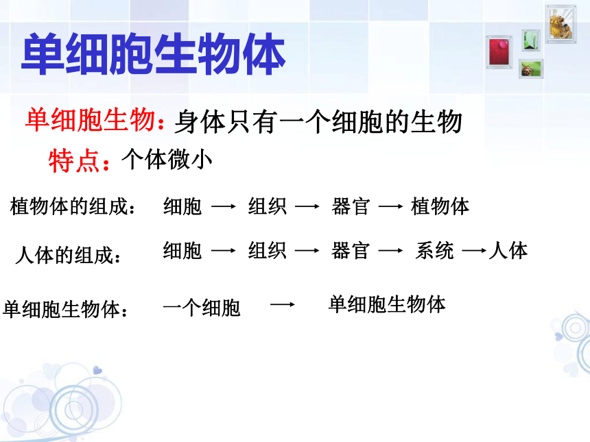 3单细胞的生物体 课件(共22张ppt)