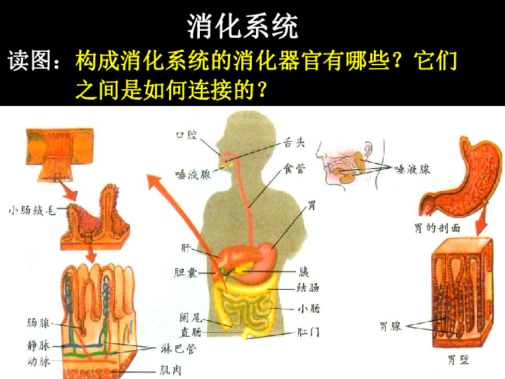 第 二 节消化与吸收问题:食物中的各种营养素,需要通过消化系统的消