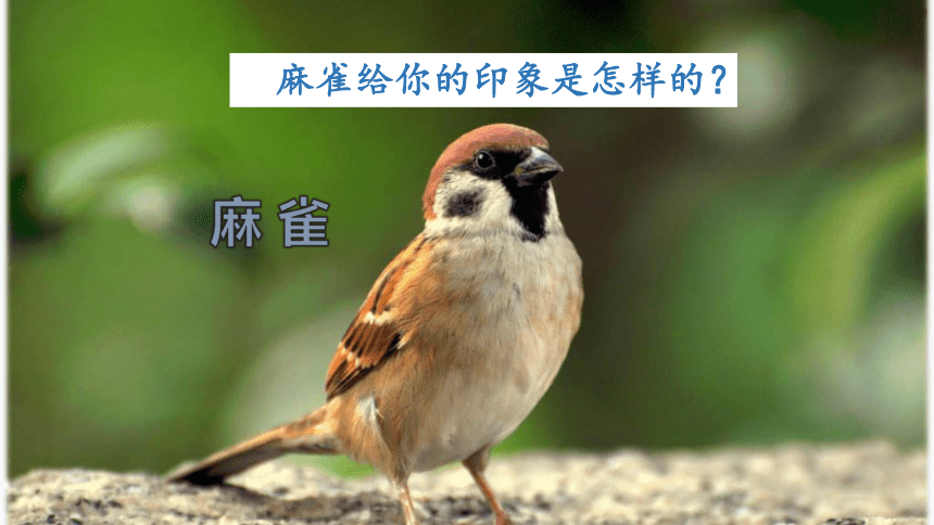 16麻雀课件28张ppt