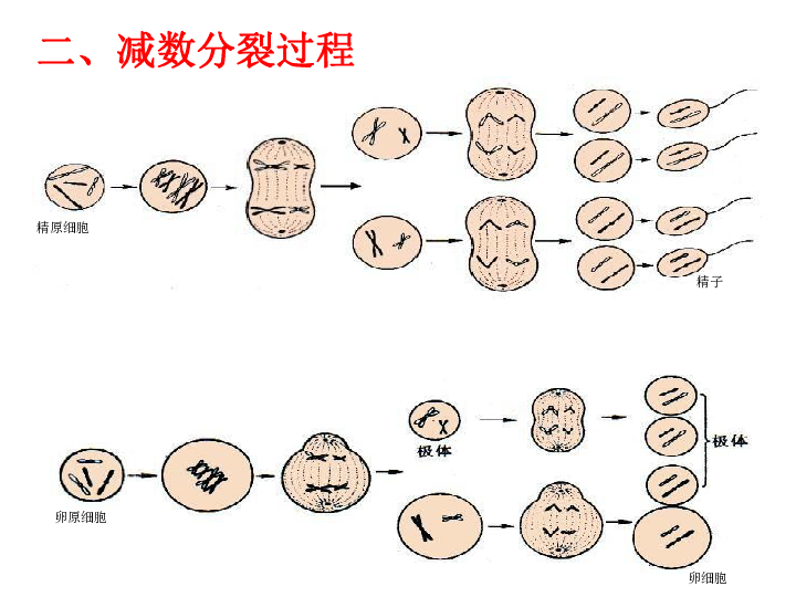 2013高考生物复习减数分裂与有丝分裂图像分析