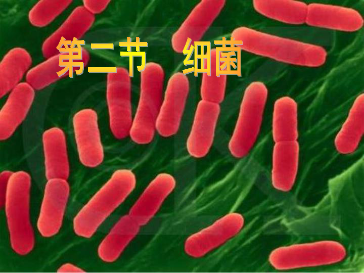 第二节细菌课件(共47张ppt-21世纪教育网