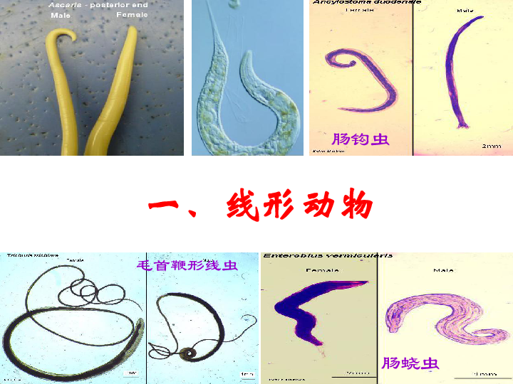 人教版八年级生物上册第1章第2节线形动物和环节动物