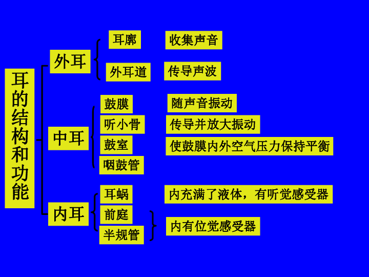 内耳耳廓收集声音外耳道传导声波鼓膜随声音振动听小骨传导并放大振动