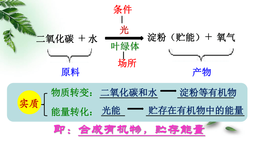 专题复习绿色植物的光合作用课件20张ppt