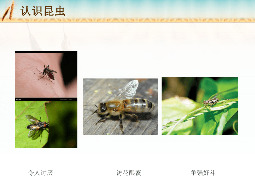 探访昆虫世界 活动二 昆虫保护宣传画 课件(共12张ppt