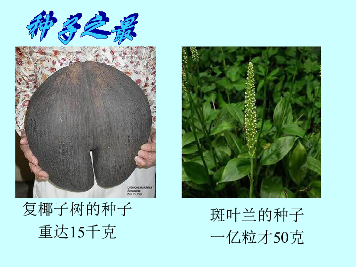 第二节种子植物课件