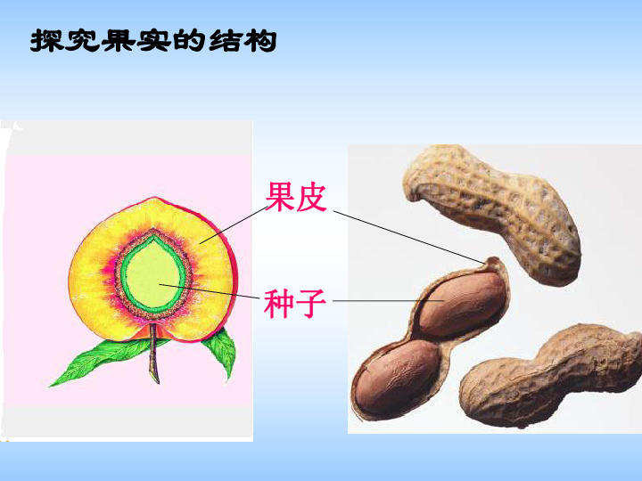 果实和种子的形成