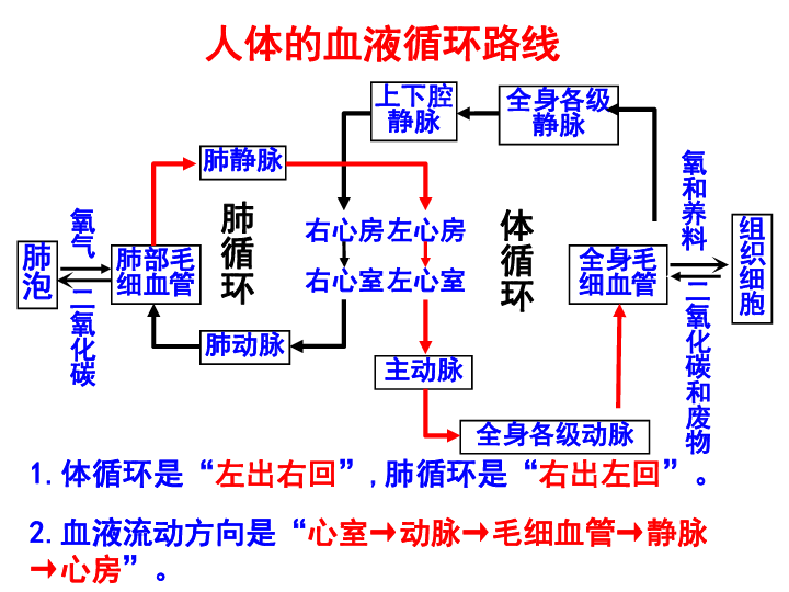 54人体的排泄