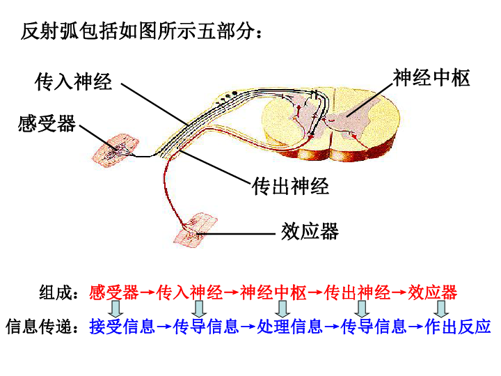 神经调节第三课时反射和反射弧上学期