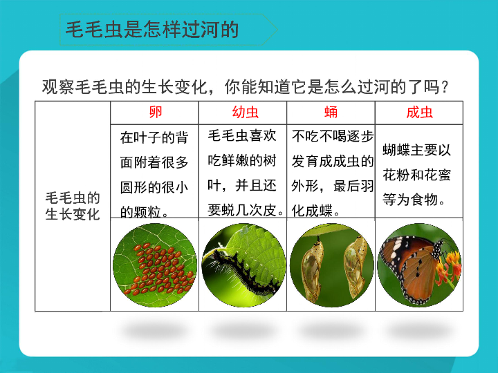 《毛毛虫不见了》课件