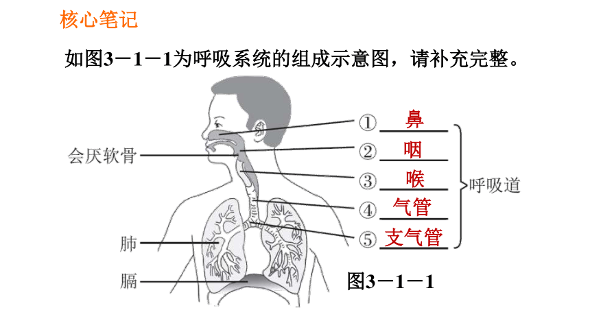 2021年春人教版七年级下册生物431呼吸道对空气的处理课件共38张ppt