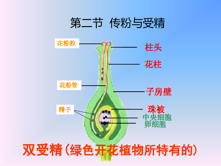 胚珠提供卵细胞)保护(内有花粉 提供精子)支持和输导着生花的各结构一