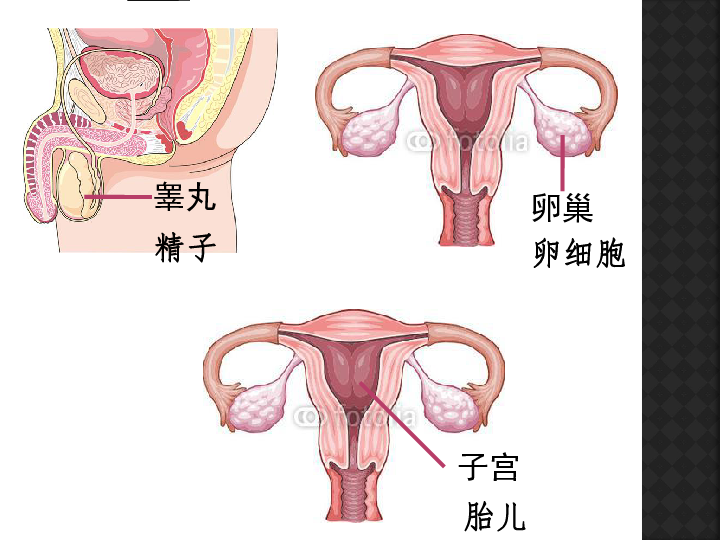 八年级生物上册10.1人的生殖和发育