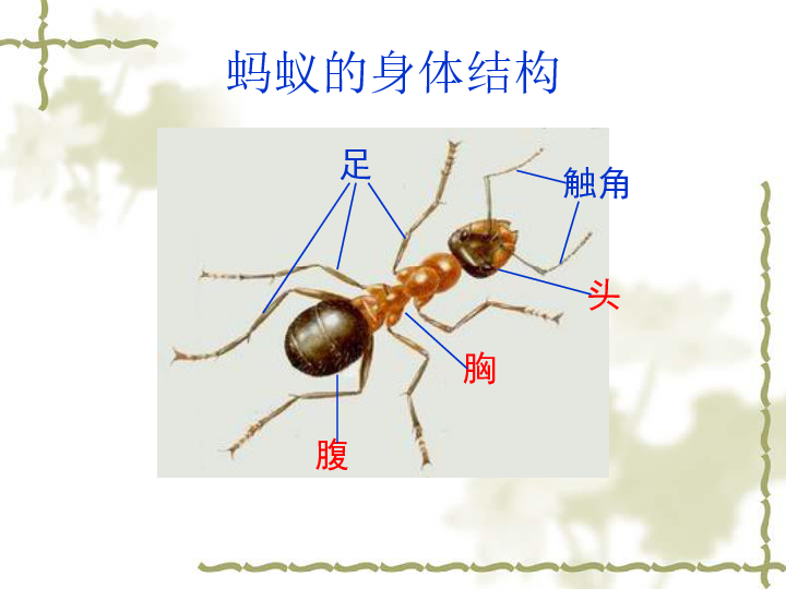 41身体的结构课件25张ppt