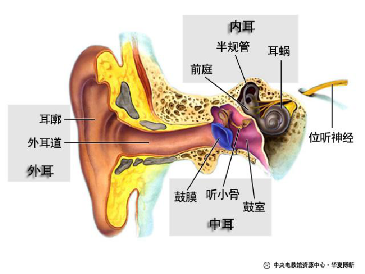 声波传送声波中耳鼓膜听小骨鼓室内耳耳蜗前庭半规管咽鼓管由鼓室通