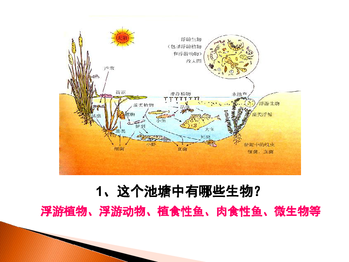 2 植物的生长型和群落结构1,这个池塘中有哪些生物?浮游植物,浮游