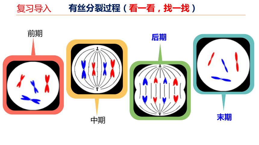 高中 生物 人教版(2019) 必修1 分子与细胞 本册综合       前期