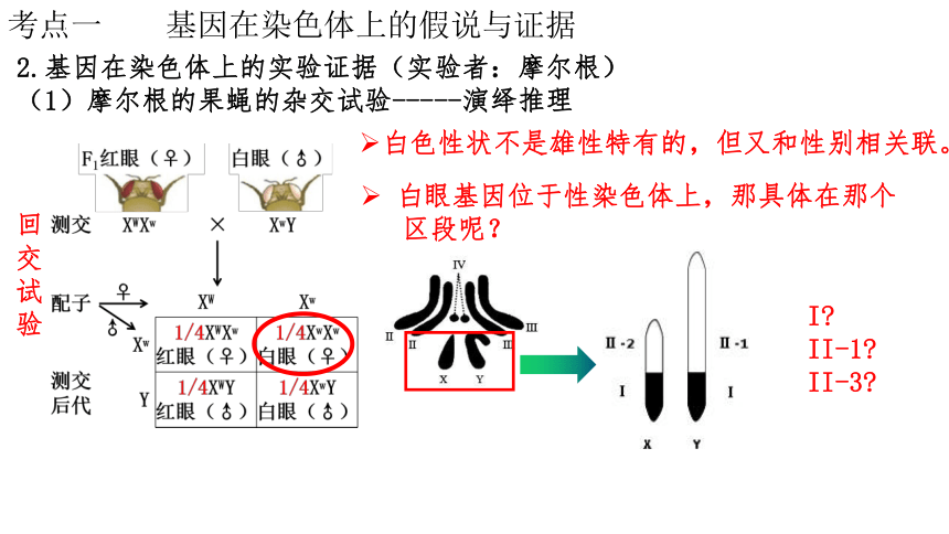 2023届高三生物一轮复习课件第16讲基因在染色体上伴性遗传共40张ppt