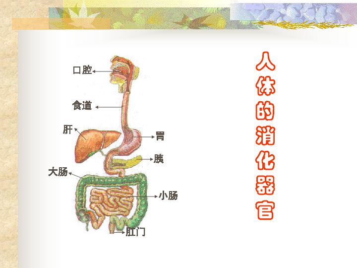 6《食物的消化》课件(14张ppt)