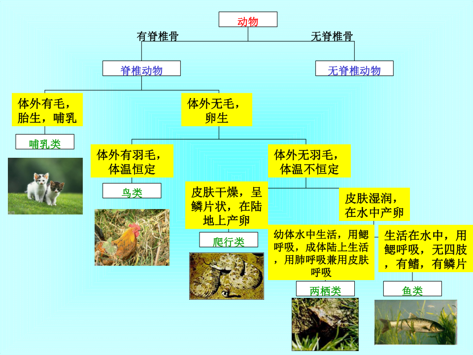 2.4 常见的动物(二歧分类检索表)