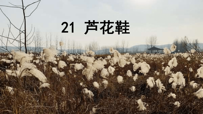 21芦花鞋课件共31张ppt